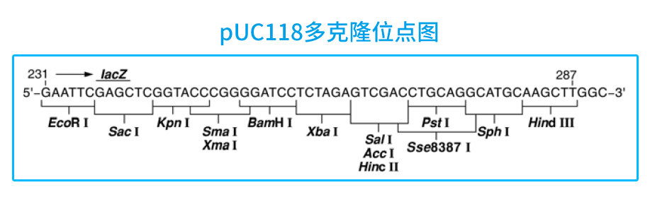 ZK111 pUC118大腸克隆位點圖.png