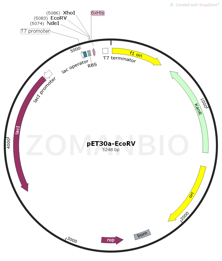 ZK168pET30a-EcoRV.png