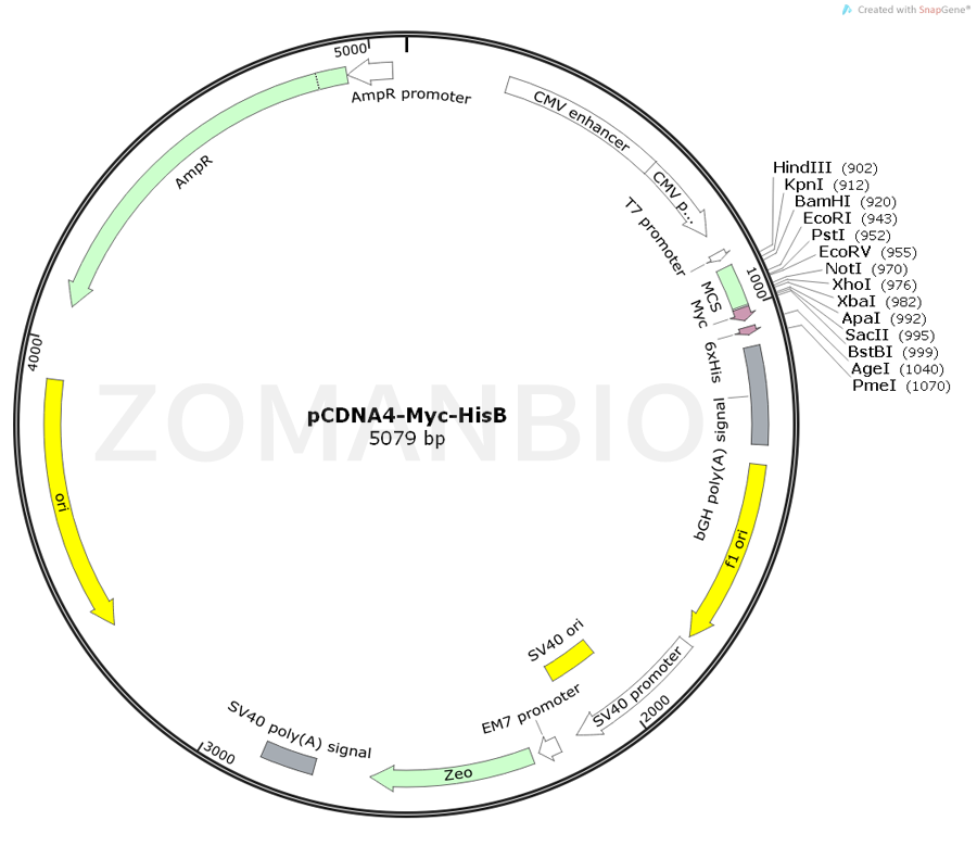 ZK365pCDNA4-Myc-HisB.png