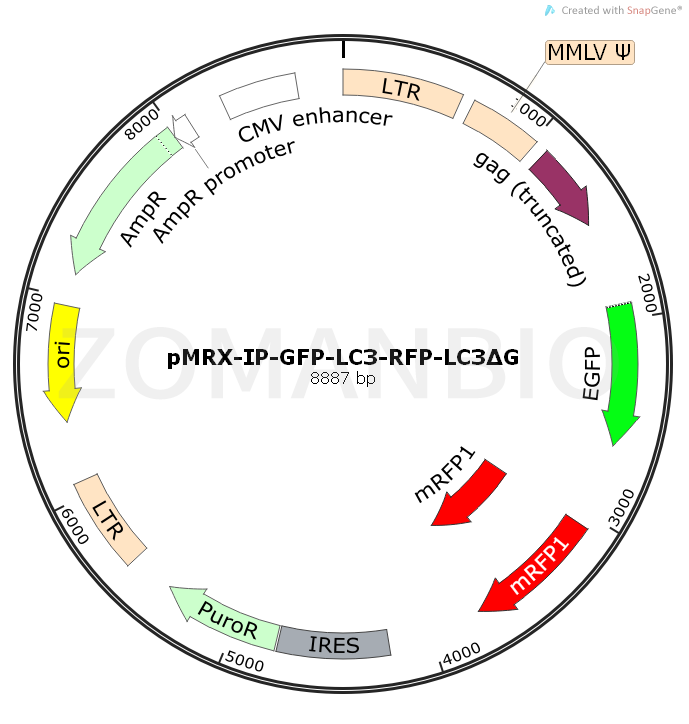 ZK544pMRX-IP-GFP-LC3-RFP-LC3ΔG.png