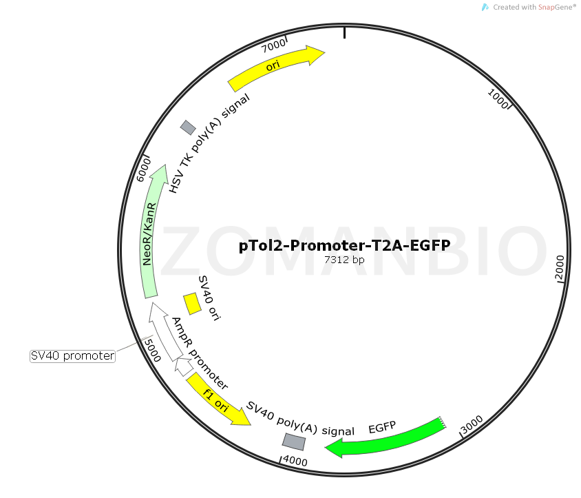 ZK567pTol2-Promoter-T2A-EGFP.png