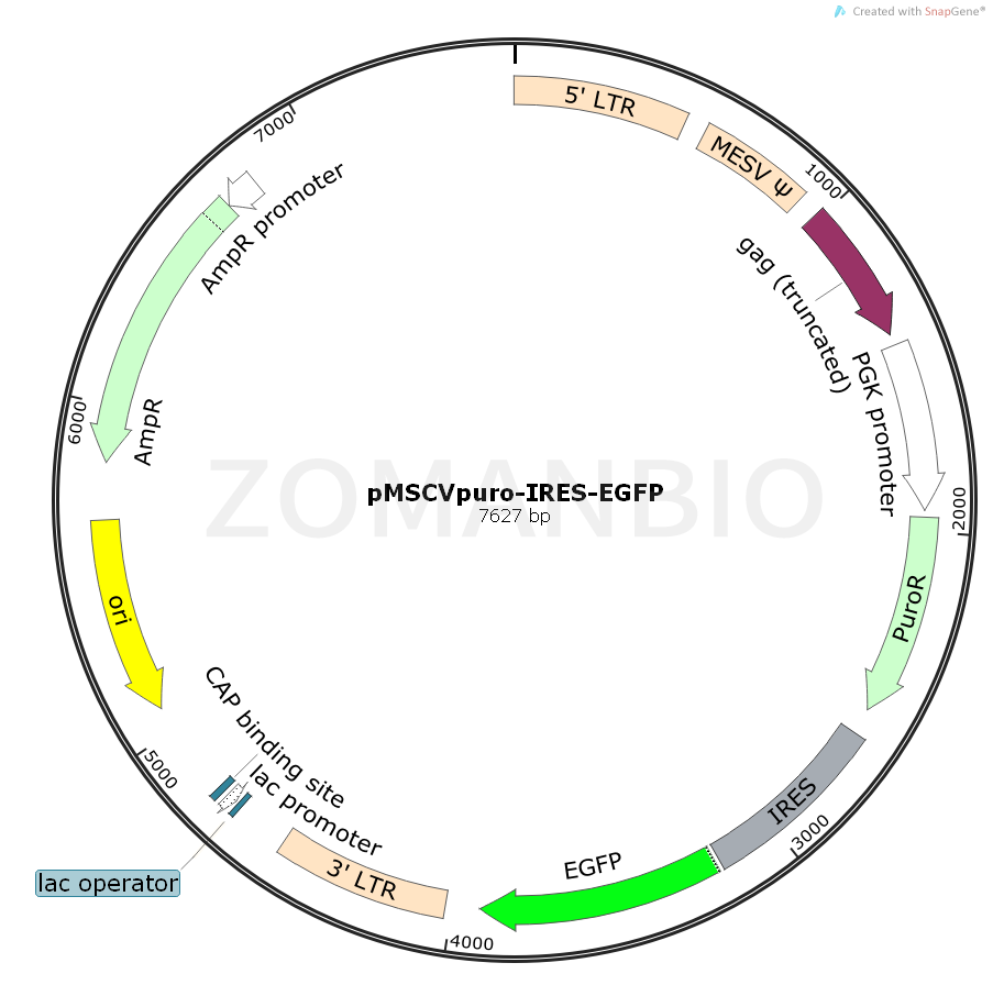 ZK739pMSCVpuro-IRES-EGFP.png