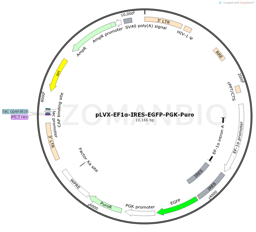 ZK771pLVX-EF1α-IRES-EGFP-PGK-Puro.png