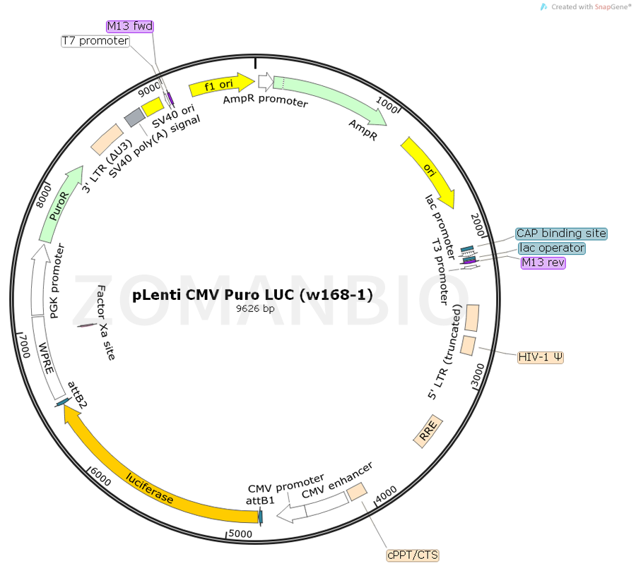 ZK805pLenti CMV Puro LUC (w168-1).png