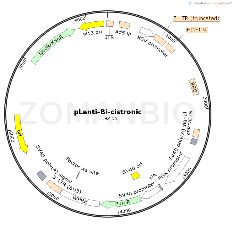 ZK808pLenti-Bi-cistronic.png