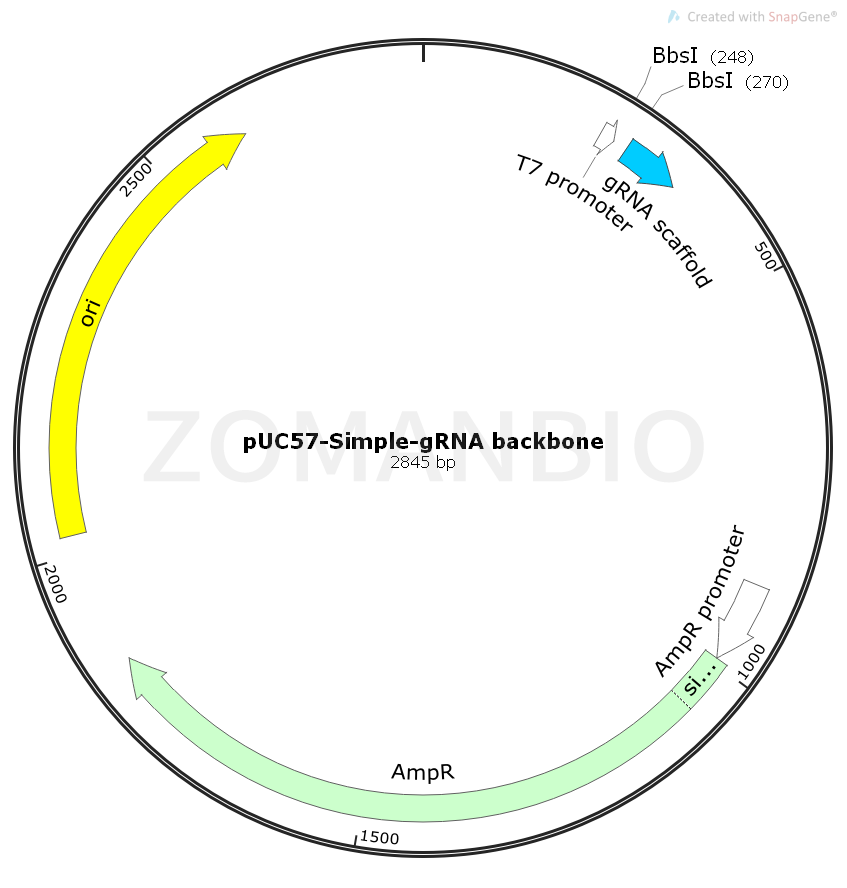 ZK1108pUC57-Simple-gRNA backbone.png