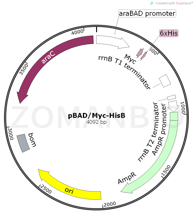 ZK1599 pBADMyc-HisB.png