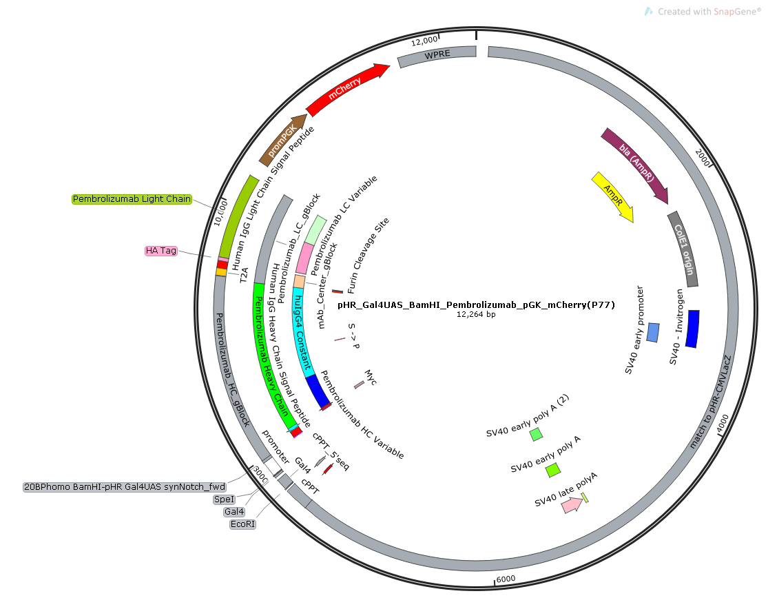 ZK1752 pHR_Gal4UAS_Pembrolizumab_heavychain_T2A_ Pembrolizumab_lightchain_PGK_mCherry.png