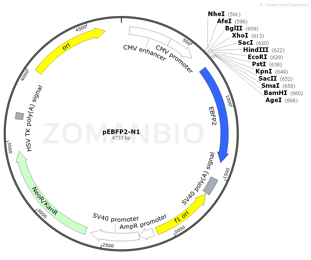 ZK1913 pEBFP2-N1.png