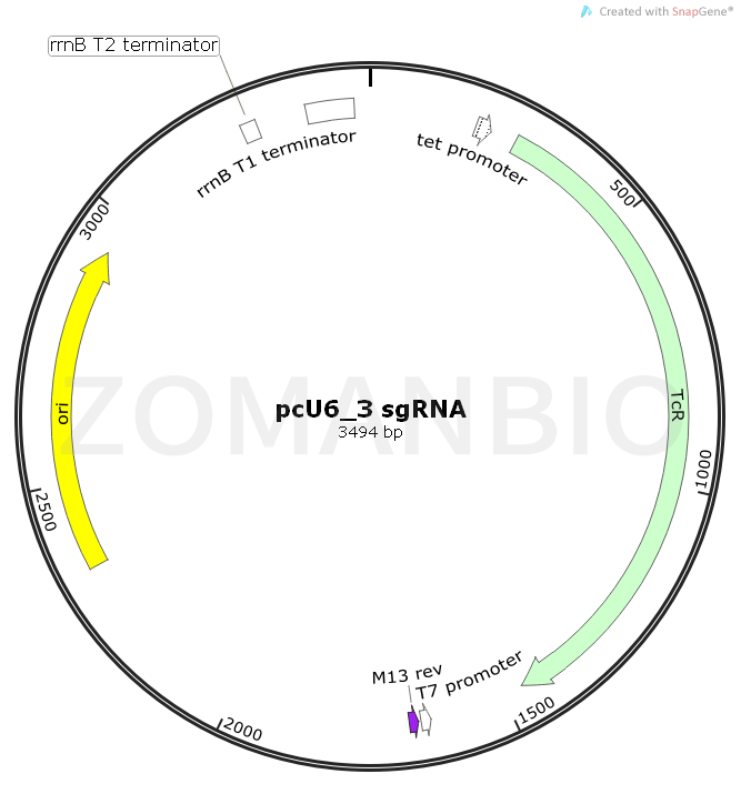 ZK1854 pcU6_3 sgRNA.png