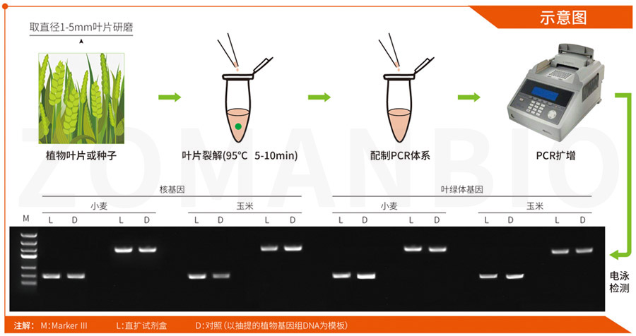 2020 植物擴(kuò)增.jpg