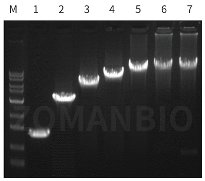 23.2.24 ZT213圖1.jpg